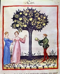 Cedrato picador, fruto do cedratier. Iluminação a partir da ordenha de medicamentos e dietética "Tacuinum sanitatis".