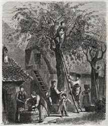 Picking de cerejas - Picking de cerejas - gravura de 1860 -
