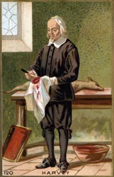 Retrato de William Harvey (1578 - 1657), médico inglês. Cromolitografia do século XIX.