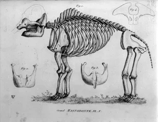 Pré-história: Mastodonte esqueleto, mamíferos fósseis (Mas gigantium). Quadro de paleontologia do século XIX.
