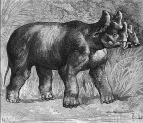 Pré-história: representação de uma dinocera milagrosa, uma espécie ténue de rinoceronte. Gravura do final do século XIX