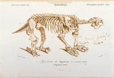 Pré-história: esqueleto do megatério (preguiçoso terrestre da família dos elefantes) mamífero fóssil. Placa de paleontologia retirada do "Dictionnaire universel d