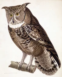 Raptor: Coruja africana. Gravura do século XIX