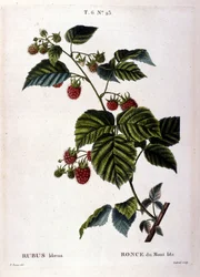 Framboesa e fruta: tabuleiro botânico do século XIX.