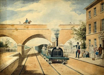 Veado vermelho, c.1850 (aguarela sobre papel)