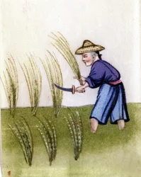 Cultivo de arroz na China. Pintura em papel de arroz. em Milão.
