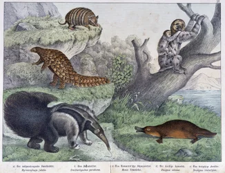 Roedor: Tatou, preguiçoso, formiga - em "Histórias naturais de mamíferos", Ed. Schreiber