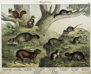 Roedor: esquilo... - em "Histoires naturelles des mammals", Ed. Schreiber