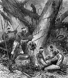 Colheita de borracha na floresta da Malásia (gravura)