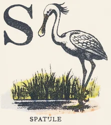 S: espátula