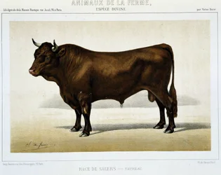 Salers Breed Taurus - em "Animais de Fazenda".