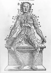 Secção de um corpo humano de W. H. Ryff Descrição anatómica de todas as partes do corpo humano impressa em Paris em 1545