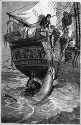 Pesca ao tubarão. (Pesca allo squalo) Gravura do século XIX. Colecção privada.
