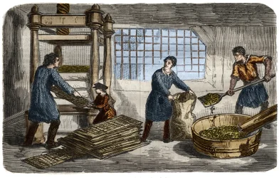 Fabricação de açúcar: extração de suco da polpa de beterraba. A polpa é recheada em sacos que são empilhados sob a bandeja de uma prensa hidráulica. Gravura de 1859. em "O Museu de Ciências".