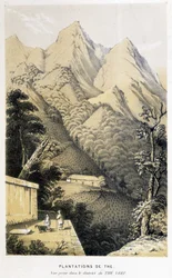 Plantação de chá na China: vista do distrito do chá verde, viagem da Fortune à China - gravura, n.d.