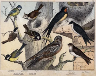 As 5 aves à esquerda - a: Chapim-real (Parus major), b: Chapim-azul (Parus coreulus), c: Chapim-carvoeiro (Parus ater), d: Chapim-de-poupa (Lopophanes cristatus), e: Chapim-palustre (Parus palustris). As 4 aves à direita - a: Andorinha-das-chaminés