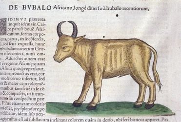 O búfalo africano depois de Historiae animalium por Konrad Gesner, Tiguri