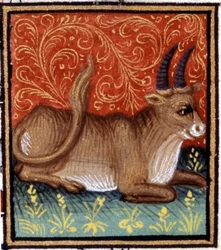 O Taurus. Miniatura de um horóscopo. Manuscrito do século XV. Biblico. Trivulziana, Milão.