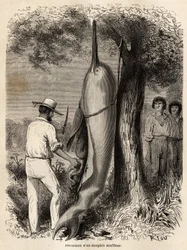 A dissecação do autor de um golfinho soprador (golfinho de água doce) observado por dois índios Perou Cocama, que arpoaram o animal. Gravura para ilustrar a viagem do Oceano Pacífico ao L