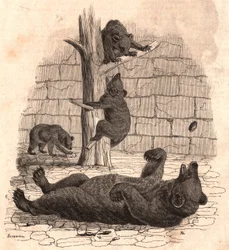 A jaula dos ursos do Museu de História Natural: um urso de costas agarra um pedaço de carne, dois ursos brincam numa árvore e outro come