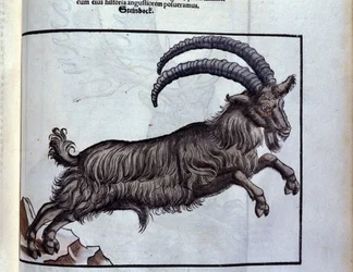O capricórnio depois de Historiae animalium por Konrad Gesner, Tiguri