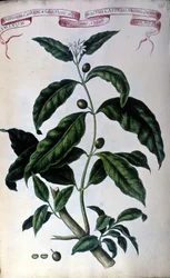 O cafeeiro. O herbário do século XIX.