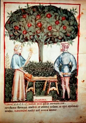 A recolha da Manjerona Iluminura da ordenha de medicamentos e dietética "Tacuinum sanitatis" após a ordenha de medicamentos "Kitabtaqwim as-sihha" de Ibn Butlan