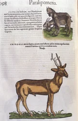 O veado em Historia Animalium por Conrad Gesner (1516 - 1565), Tiguri