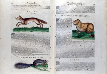 A dupla página de roedores em Historia Animalium de Conrad Gesner (1516 - 1565), Tiguri