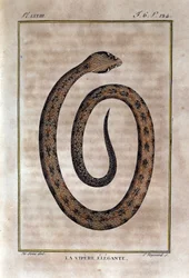 A víbora elegante. Placa retirada de uma traição da História Natural das "Obras de Buffon" pelo naturalista Georges Louis Leclerc, Conde de Buffon (1707 - 1788). Século XIX