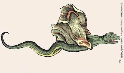 O dragão voador Amphiptere (Amphithere ou Amphitere ou Amphipthere). Gravura em Historia Animalium de Conrad Gesner (1516-1565), Tiguri