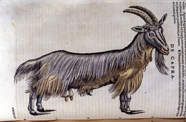 O bode depois de Historiae animalium por Konrad Gesner, Tiguri