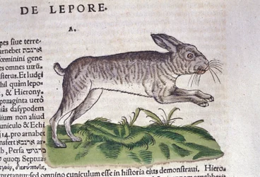 A lebre segundo a Historia Animalium de Conrad Gessner, Tiguri 1560. Biblioteca nazionale Braidense. Milão