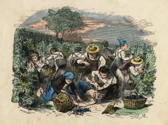 A colheita. A ilustração do século XIX. Coleção Bianchetti