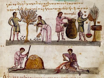A colheita da azeitona, a produção de mel e o abate do cordeiro Miniatura da ordenha de caça "The Cynegetics" de Oppian (Oppian ou Oppianus) da Síria (século III d.C.) dedicada a Caracalla. Veneza do século XI. Biblioteca Marciana
