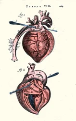 O coração. Anatomia após "Anathomy" de Erasmus Bartholinus (Erasmus Bartholinus) (1625 - 1698) Médico e físico dinamarquês. Século XVII