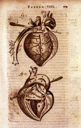 O coração da "Anatomia" de Bartholin