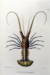 A lagosta. Século XIX.