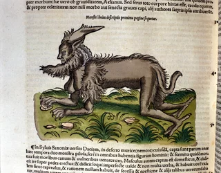 A mantícora da Historia Animalium de Conrad Gesner, Tiguri 1560. Biblioteca Nazionale Braidense, Milão