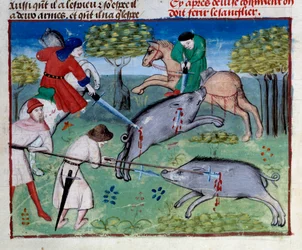 A caça ao javali em miniatura de "O livro de caça" de Gaston III Phoebus, Conde de Foix, Senhor de Bearn (1331-1391)