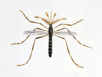 O mosquito. Quadro de história natural. Século XIX.