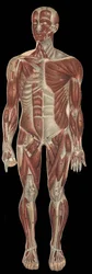 Os músculos da cabeça, tronco e extremidades na parte anterior do corpo.in "The new natural medication" de F.E. Bilz.1898.