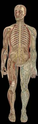 The nervous system.board in" The new natural medication" de F.E. Bilz.1898.
