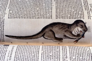 A lontra - Historia Animalium de Conrad Gesner (1516 - 1565), Tiguri