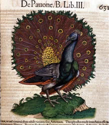 O pavão segundo a Historia Animalium de Conrad Gesner, Tiguri 1560. Biblioteca Nazionale Braidense, Milão