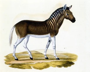 A quagga (couagga), um animal desapareceu por volta de 1870: era um mamífero perto do cavalo e da zebra com listras no decote e na cabeça. Gravura do final do século XIX.