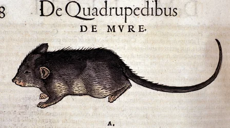O rato da «Historia Animalium» de Conrad Gessner, Tiguri 1560. Biblioteca Nazionale Braidense, Milão.