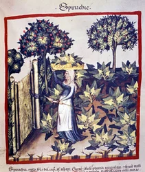 A colheita dos espinafres. Iluminura do manual de medicina e dietética «Tacuinum sanitatis»