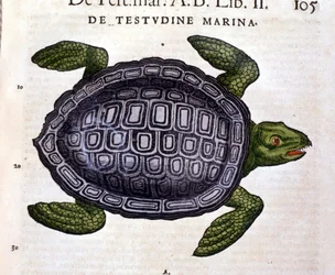 A tartaruga marinha, segundo a Historia Animalium de Conrad Gesner, Tiguri 1560.