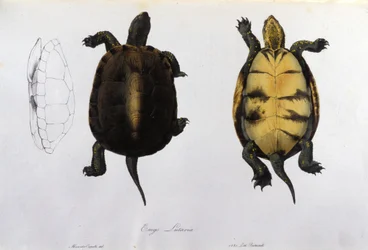 A tartaruga da Malária Emys Lutaria depois da "Fauna Itálica" de Bonaparte. Milão